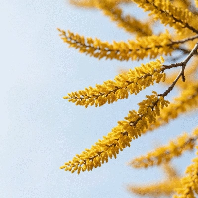 Close-up of pollen on a tree branch, illustrating seasonal allergy triggers