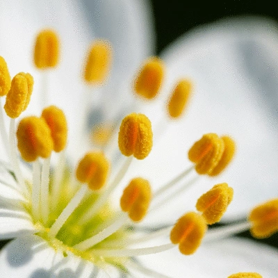 Close up of pollen on a flower, illustrating seasonal allergy triggers